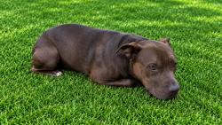 Shelter Stray Female Dog last seen , 38550 Sierra Hwy, Palmdale, CA 93550, USA