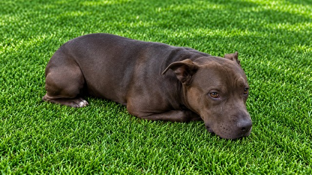 Shelter Stray Female Dog last seen , 38550 Sierra Hwy, Palmdale, CA 93550, USA