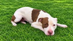 Shelter Stray Female Dog last seen , 38550 Sierra Hwy, Palmdale, CA 93550, USA