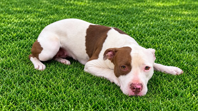 Shelter Stray Female Dog last seen , 38550 Sierra Hwy, Palmdale, CA 93550, USA
