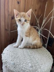 Found/Stray Male Cat last seen E Rosebud & Houtztown Rd, Jackson Township, PA 17067
