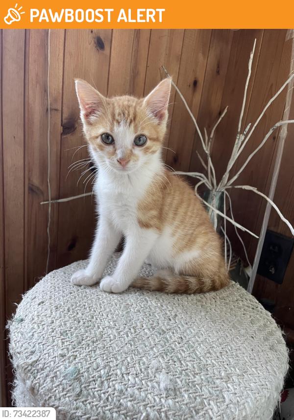 Found/Stray Male Cat last seen E Rosebud & Houtztown Rd, Jackson Township, PA 17067