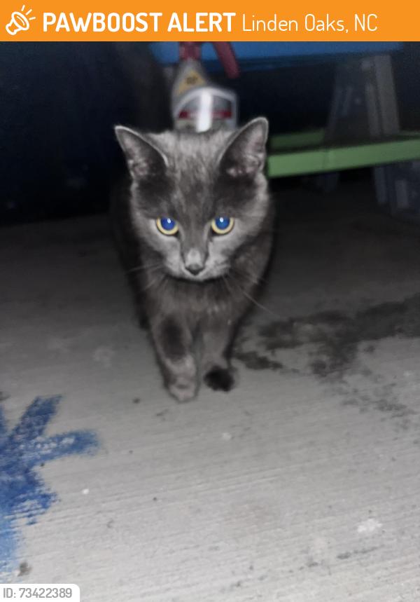 Found/Stray Female Cat last seen Alamance st Linden oaks, Linden Oaks, NC 28326