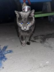 Found/Stray Female Cat last seen Alamance st Linden oaks, Linden Oaks, NC 28326