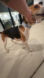 Found/Stray Female Dog last seen Swan station road and Frank Wicker road intersection., Sanford, NC 27332