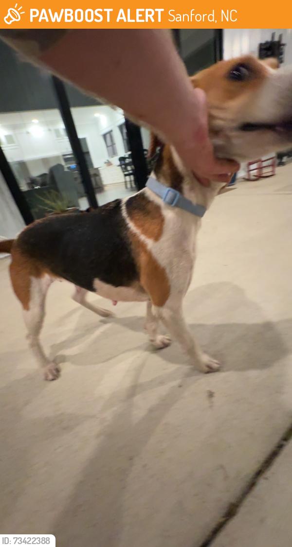 Found/Stray Female Dog last seen Swan station road and Frank Wicker road intersection., Sanford, NC 27332
