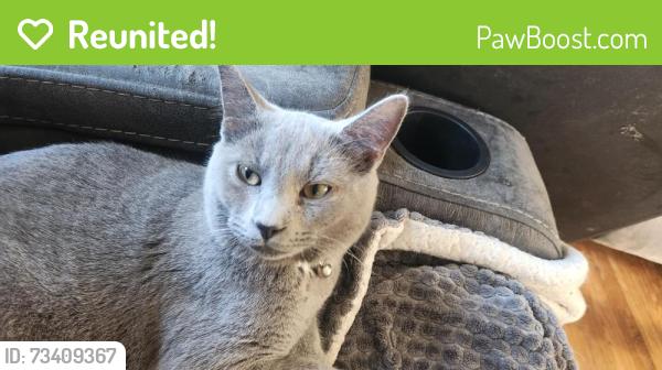 Reunited Male Cat last seen Middlefield Place, Acushnet, MA 02743