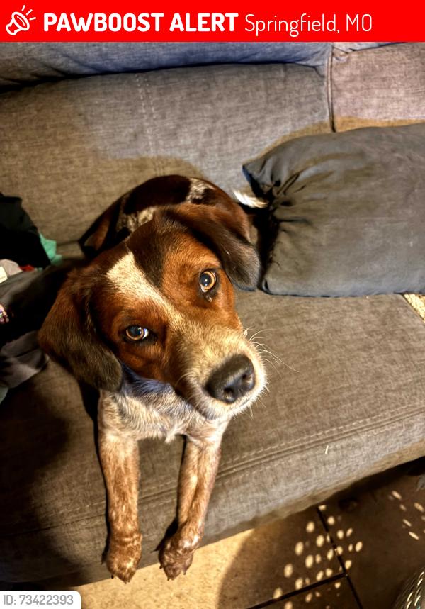 Lost Female Dog last seen N. Grant and W. Kearney, Springfield, MO 65803