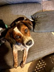 Lost Female Dog last seen N. Grant and W. Kearney, Springfield, MO 65803