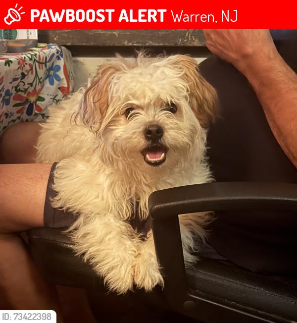 Lost Female Dog last seen The end of Elm Ave, Warren, NJ 07059
