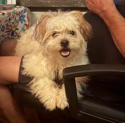 Lost Female Dog last seen The end of Elm Ave, Warren, NJ 07059