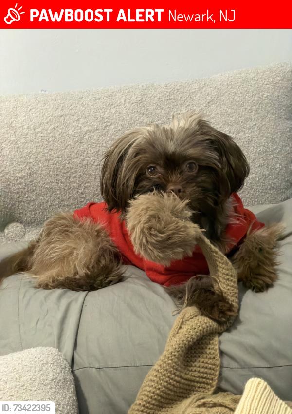 Lost Female Dog last seen Alexander street, Newark, NJ 07106