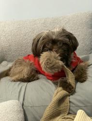 Lost Female Dog last seen Alexander street, Newark, NJ 07106