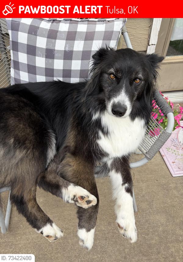 Lost Female Dog last seen 21st & Sheridan, Tulsa, OK 74103