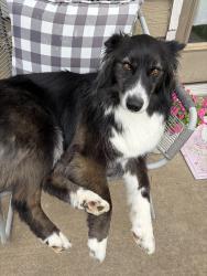 Lost Female Dog last seen 21st & Sheridan, Tulsa, OK 74103