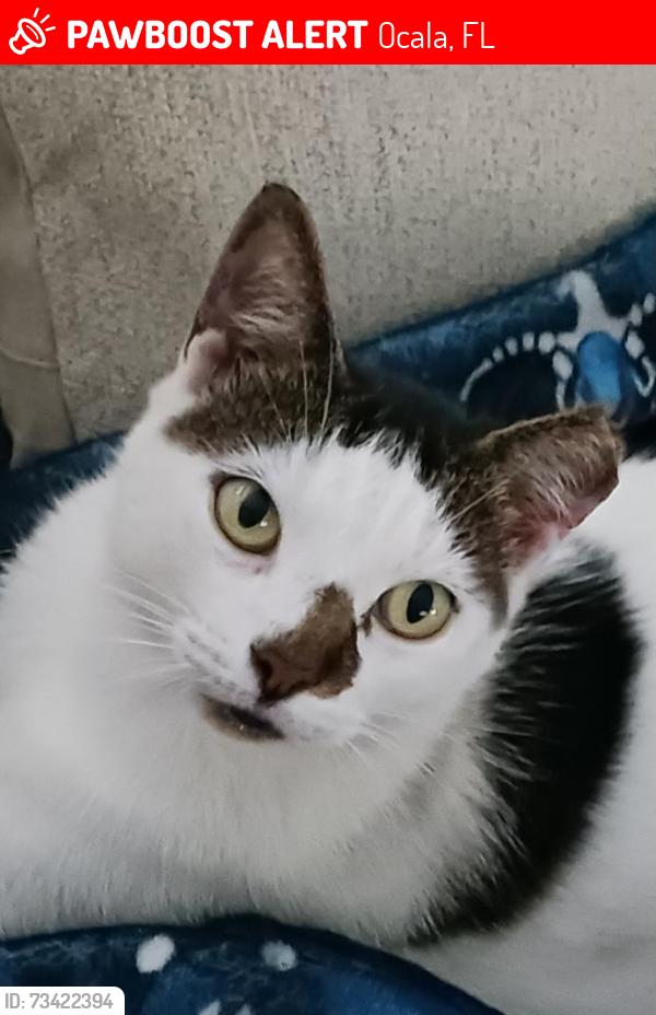 Lost Female Cat last seen Indian Trails Neighborhood 34480, Ocala, FL 34480