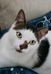 Lost Female Cat last seen Indian Trails Neighborhood 34480, Ocala, FL 34480