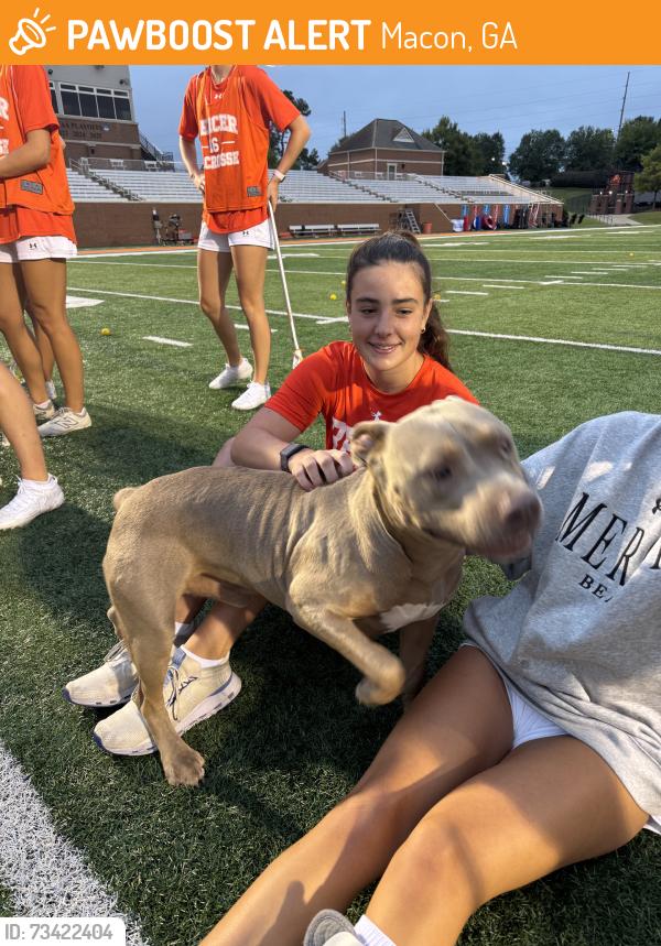 Found/Stray Male Dog last seen Mercer university, Macon, GA 31207