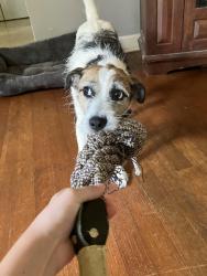 Lost Male Dog last seen Main street, Forest City, NC 28043