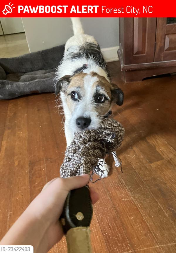 Lost Male Dog last seen Main street, Forest City, NC 28043