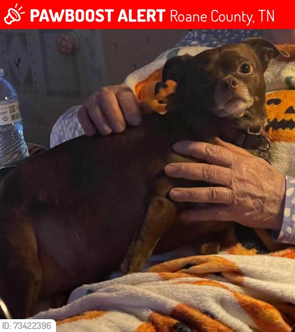 Lost Female Dog last seen End of Blair Rd. Closest to State Route 61, Roane County, TN 37719