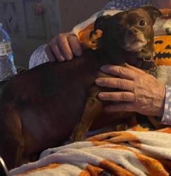 Lost Female Dog last seen End of Blair Rd. Closest to State Route 61, Roane County, TN 37719