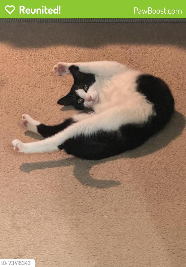 Reunited Female Cat last seen Florio Dr. near Perry Hall Park, Perry Hall, MD, Perry Hall, MD 21128