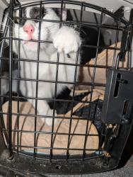 Found/Stray Unknown Cat last seen S Rose St, Kalamazoo, MI 49001