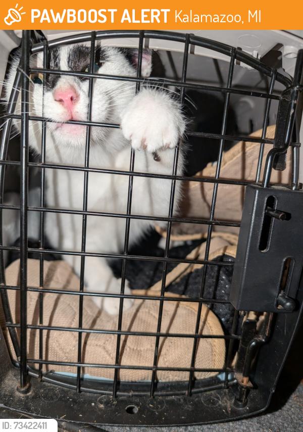 Found/Stray Unknown Cat last seen S Rose St, Kalamazoo, MI 49001