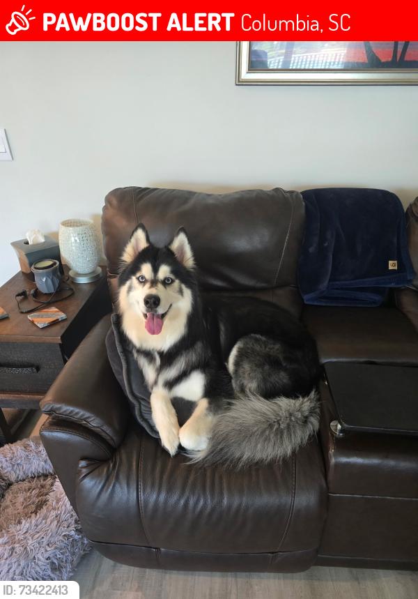 Lost Female Dog last seen Nearview Ave, Columbia, SC 29223