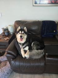 Lost Female Dog last seen Nearview Ave, Columbia, SC 29223