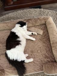 Lost Male Cat last seen Route 54, Across the street from Camp Talooli, Near Trailer Park, Pennellville, NY 13132