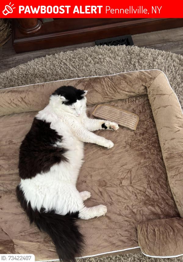 Lost Male Cat last seen Route 54, Across the street from Camp Talooli, Near Trailer Park, Pennellville, NY 13132