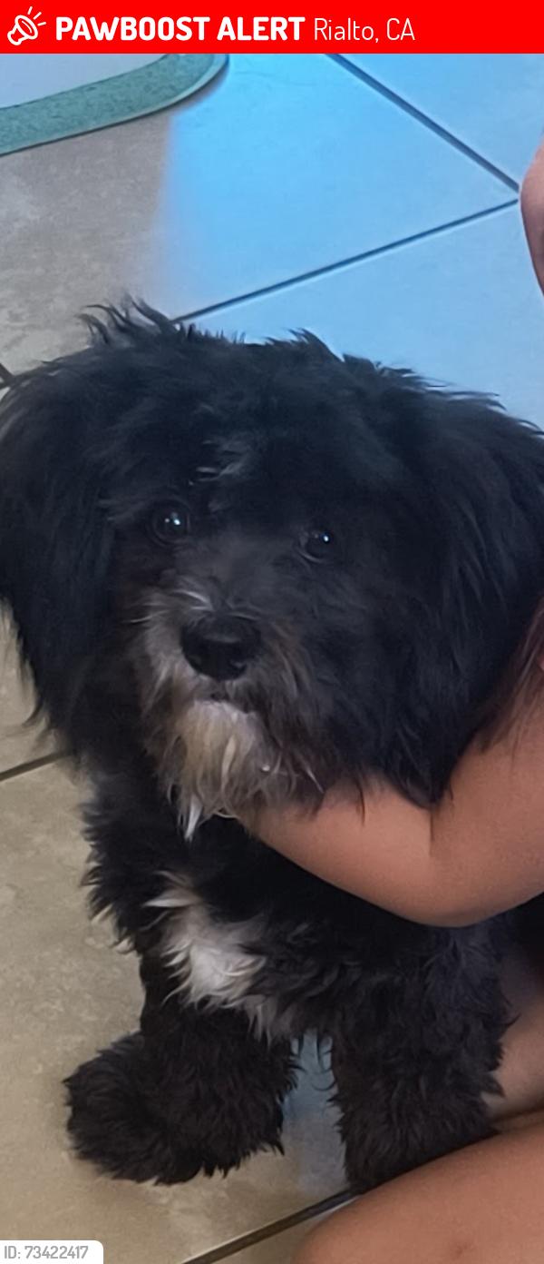 Lost Male Dog last seen Willow Ave and Merrill Ave, Rialto, CA 92376