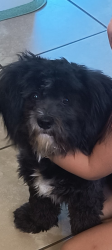 Lost Male Dog last seen Willow Ave and Merrill Ave, Rialto, CA 92376