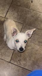 Lost Male Dog last seen hmstd 2, Mesa, AZ 85213