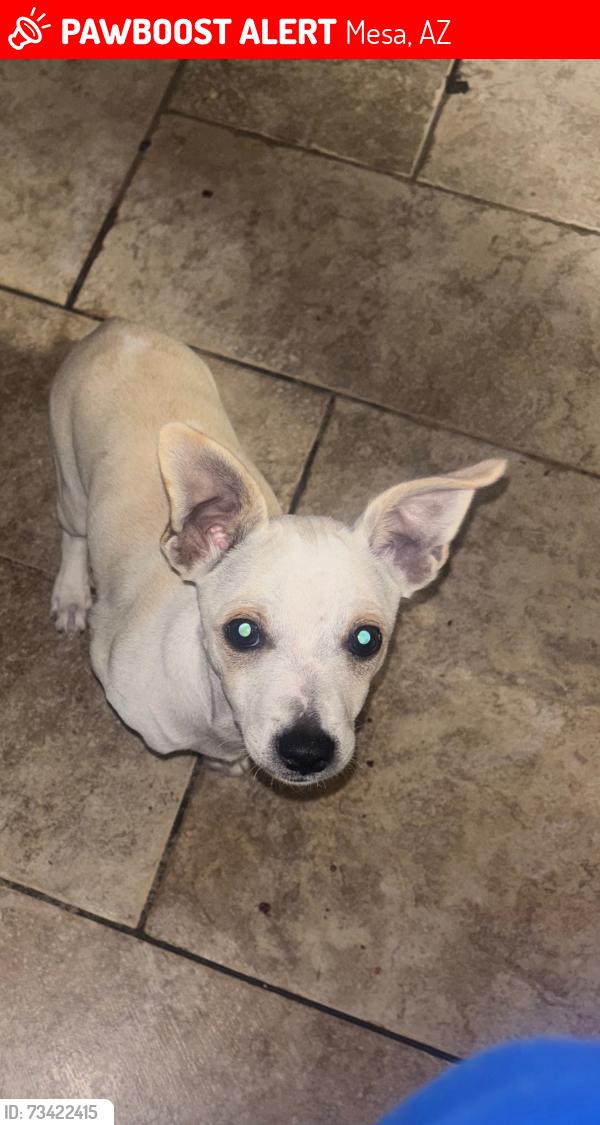 Lost Male Dog last seen hmstd 2, Mesa, AZ 85213