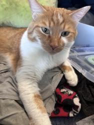 Lost Male Cat last seen Ladonia Dr and auburn ave, Pueblo West, CO 81007