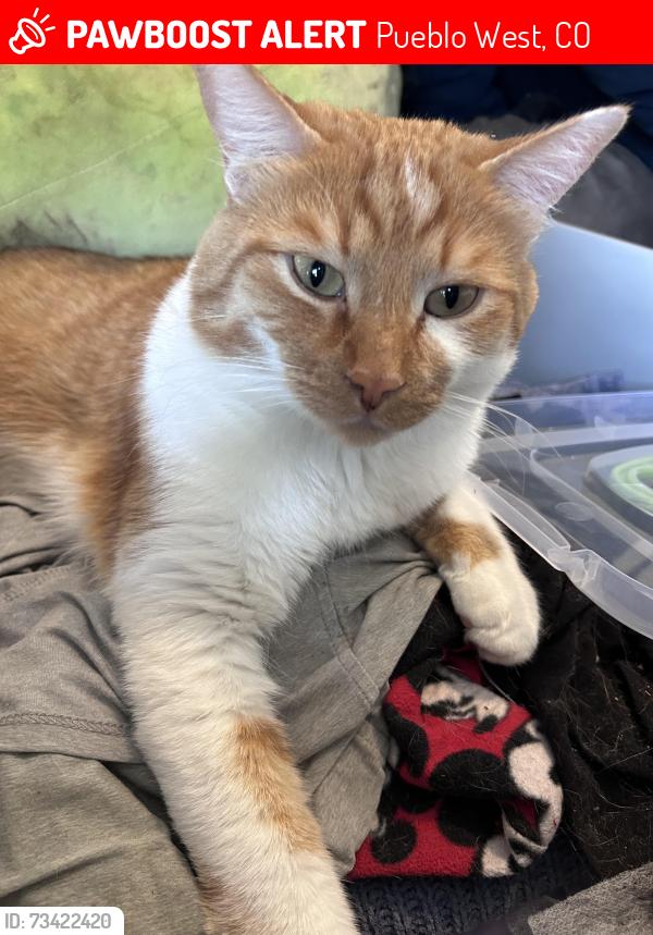 Lost Male Cat last seen Ladonia Dr and auburn ave, Pueblo West, CO 81007