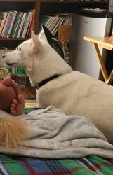 Reunited Female Dog last seen Champion Forest, Spring, TX 77379