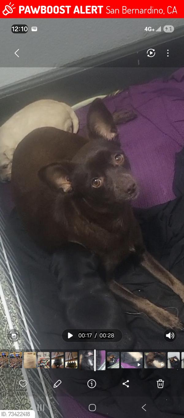 Lost Female Dog last seen Mill, San Bernardino, CA 92408