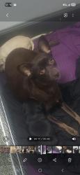 Lost Female Dog last seen Mill, San Bernardino, CA 92408