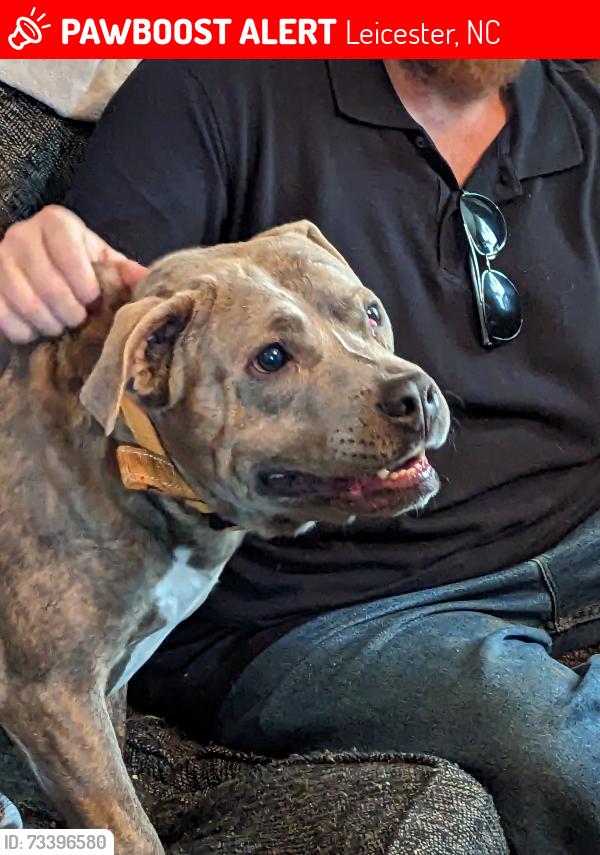 Lost Male Dog last seen Farmstead and Leicester highway, Leicester, NC 28748