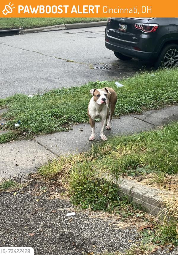 Found/Stray Male Dog last seen In and out of peoples yard just roaming around, Cincinnati, OH 45216