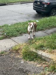 Found/Stray Male Dog last seen In and out of peoples yard just roaming around, Cincinnati, OH 45216