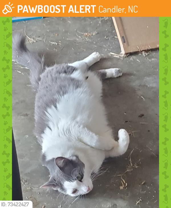 Found/Stray Unknown Cat last seen Enka Middle School, Candler, NC 28715