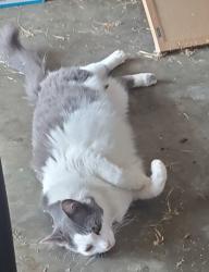 Found/Stray Unknown Cat last seen Enka Middle School, Candler, NC 28715