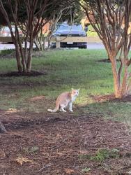 Found/Stray Female Cat last seen Outside of 700 Building in the apmt complex, Rockville, MD 20852