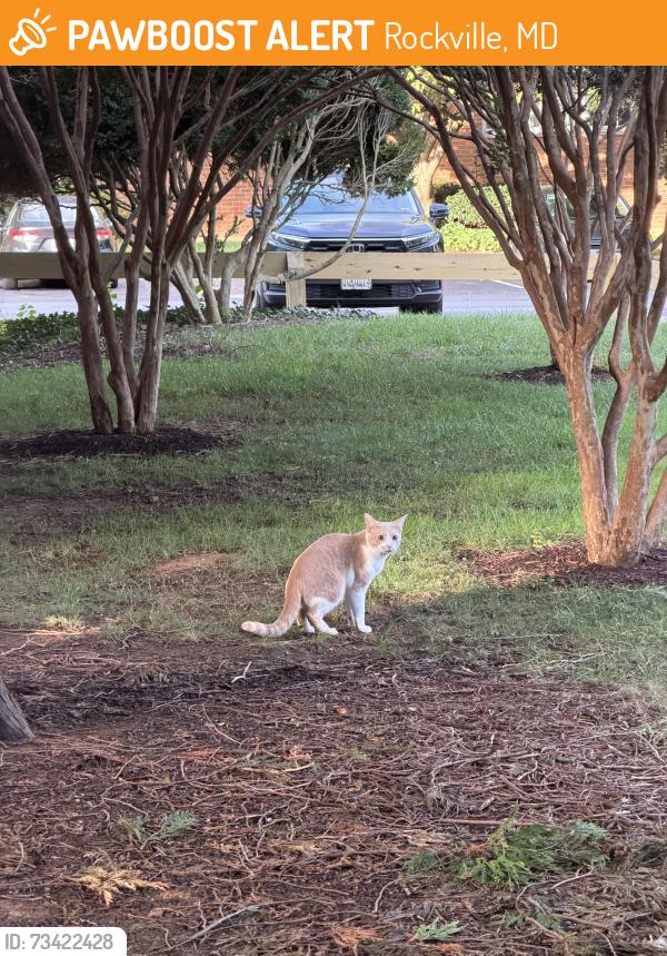 Found/Stray Female Cat last seen Outside of 700 Building in the apmt complex, Rockville, MD 20852