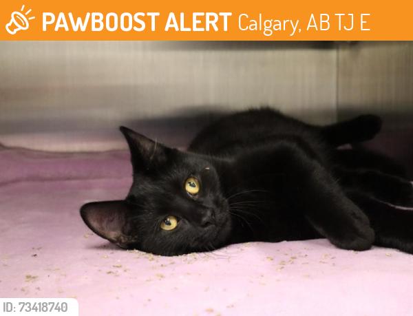 Found/Stray Male Cat last seen Falconridge Blvd and Falworth Rd NE, Calgary, AB T3J 1E8